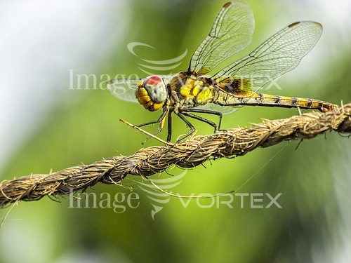 Insect / spider royalty free stock image #800013698