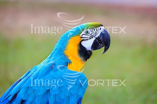 Bird royalty free stock image #807705651