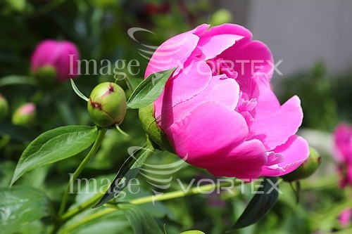 Flower royalty free stock image #808331892