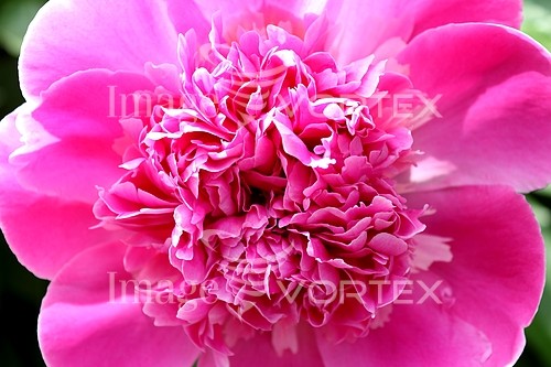 Flower royalty free stock image #808328825