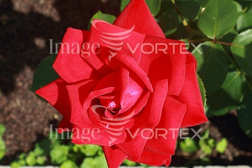 Flower royalty free stock image #808689701