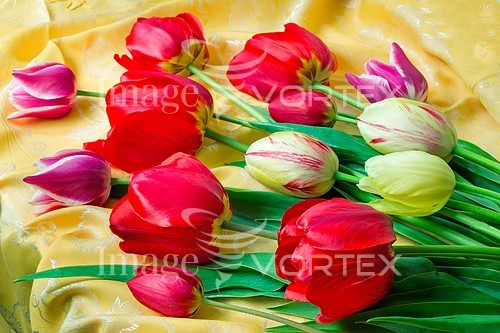 Flower royalty free stock image #809854649