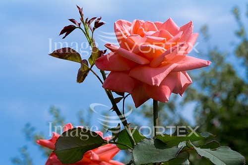 Flower royalty free stock image #810624041