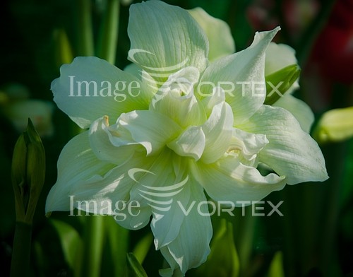 Flower royalty free stock image #814285663