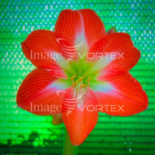 Flower royalty free stock image #814422711