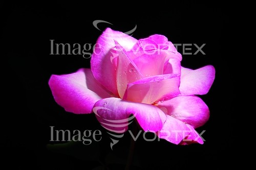 Flower royalty free stock image #816299200