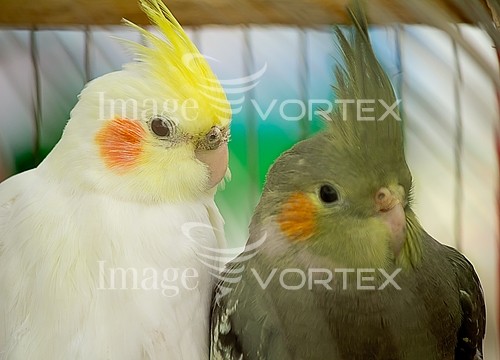 Bird royalty free stock image #817441100