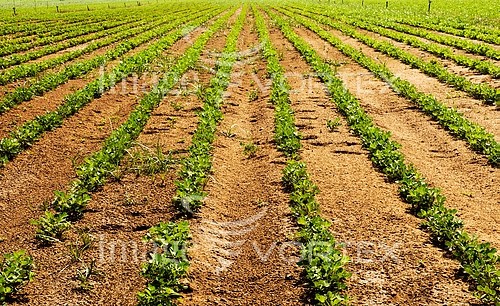 Industry / agriculture royalty free stock image #820905631