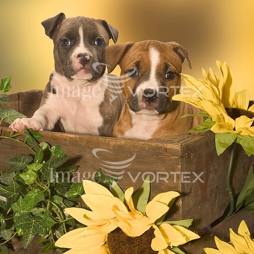 Pet / cat / dog royalty free stock image #830962641