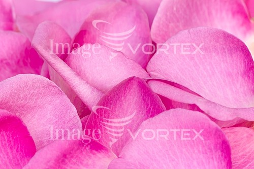 Background / texture royalty free stock image #831931964