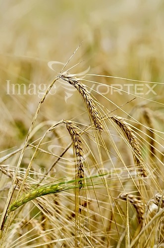 Industry / agriculture royalty free stock image #832107291
