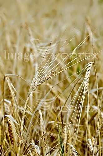 Industry / agriculture royalty free stock image #832348959