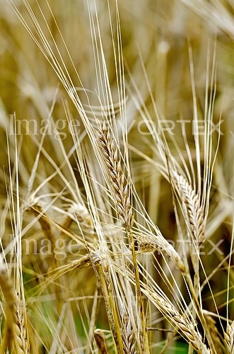 Industry / agriculture royalty free stock image #832357757