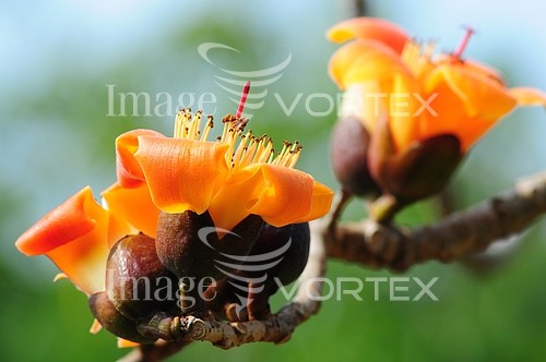Flower royalty free stock image #837011304