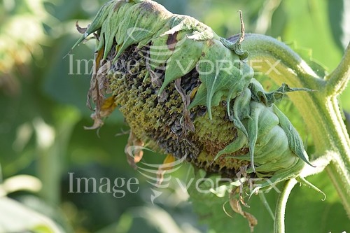 Industry / agriculture royalty free stock image #837611473