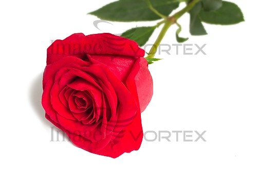 Flower royalty free stock image #839131411