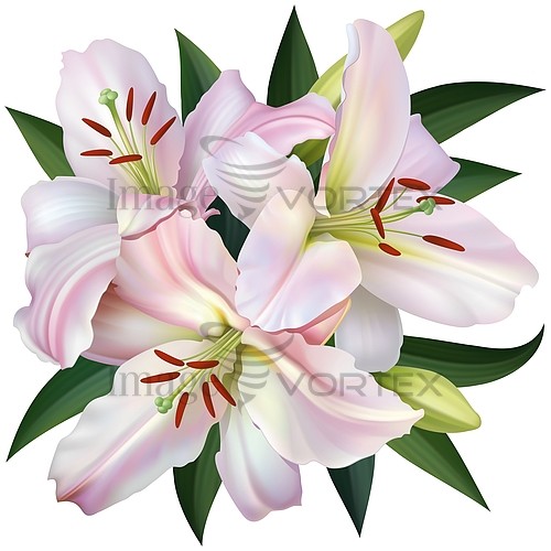 Flower royalty free stock image #841085707