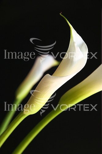 Flower royalty free stock image #842340651