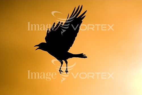 Bird royalty free stock image #843635016