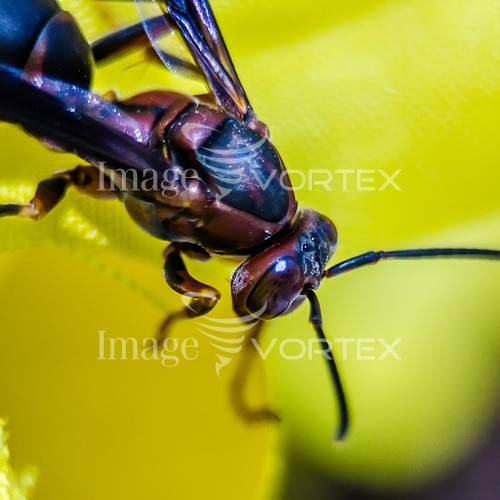 Insect / spider royalty free stock image #846160904