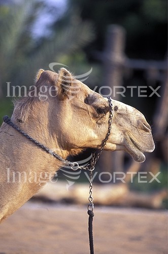 Animal / wildlife royalty free stock image #860041135