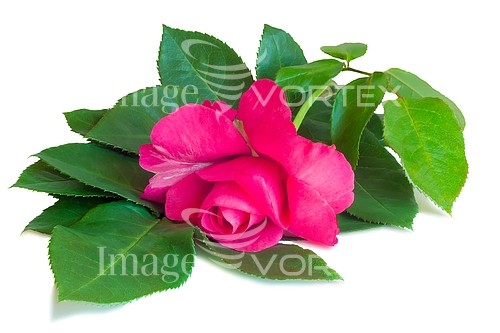 Flower royalty free stock image #860400690