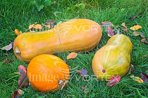 Industry / agriculture royalty free stock image #860440645