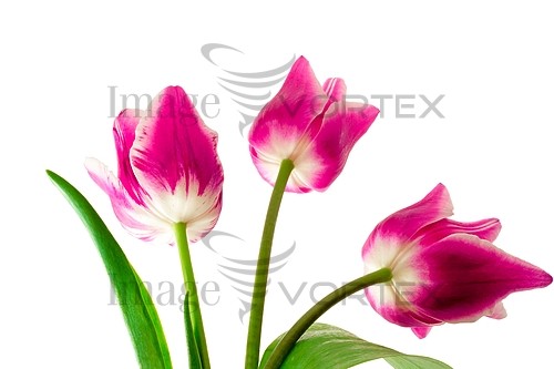 Flower royalty free stock image #871792051