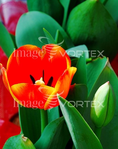 Flower royalty free stock image #877662140