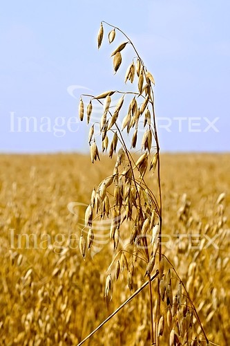 Industry / agriculture royalty free stock image #878528338