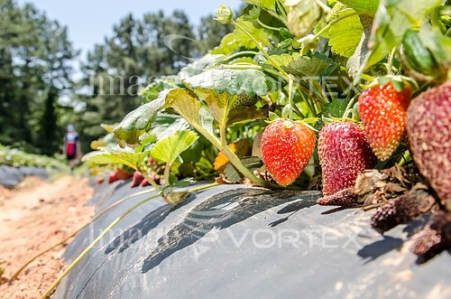 Industry / agriculture royalty free stock image #880542499