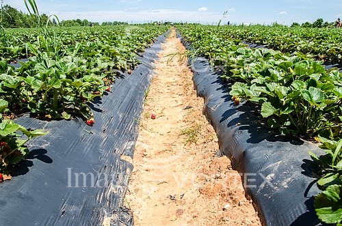 Industry / agriculture royalty free stock image #880557302