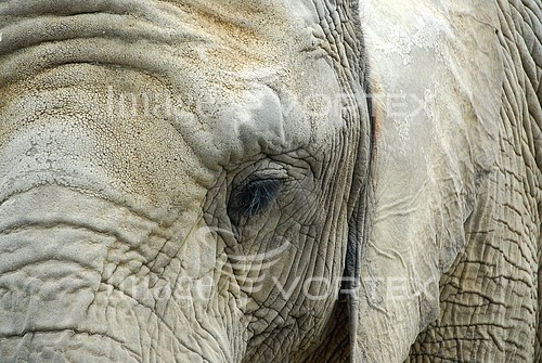 Animal / wildlife royalty free stock image #882592003