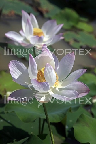 Flower royalty free stock image #883763148