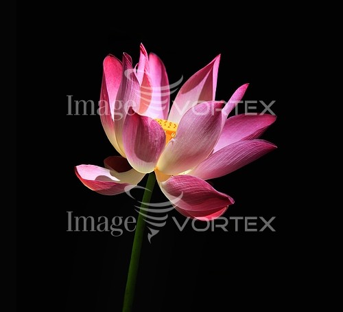 Flower royalty free stock image #883777608