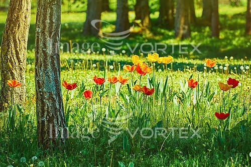 Park / outdoor royalty free stock image #886717006