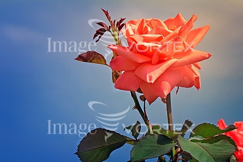 Flower royalty free stock image #887741624
