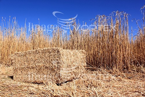 Industry / agriculture royalty free stock image #887110543