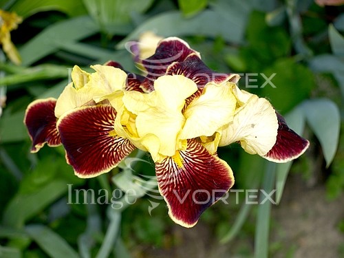Flower royalty free stock image #888238552