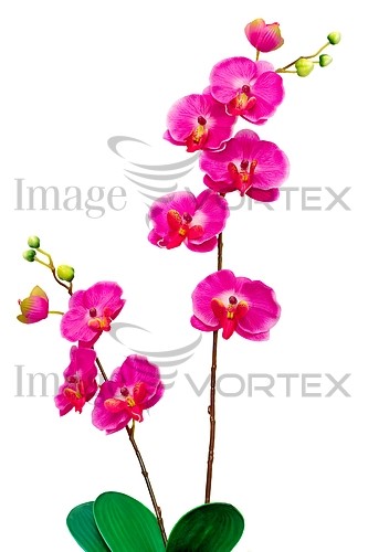 Flower royalty free stock image #889291082