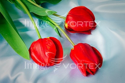 Flower royalty free stock image #894862226
