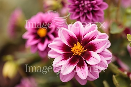 Flower royalty free stock image #895693681