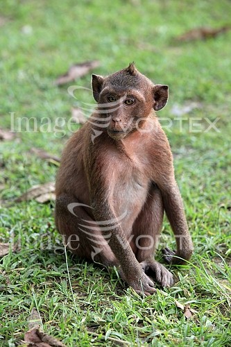 Animal / wildlife royalty free stock image #895703776