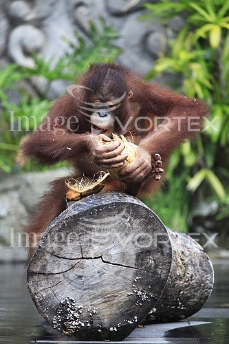 Animal / wildlife royalty free stock image #895660825