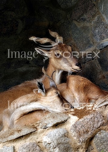 Animal / wildlife royalty free stock image #899729802