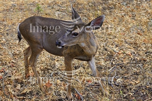 Animal / wildlife royalty free stock image #899691426