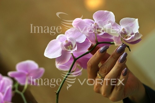 Flower royalty free stock image #899912926