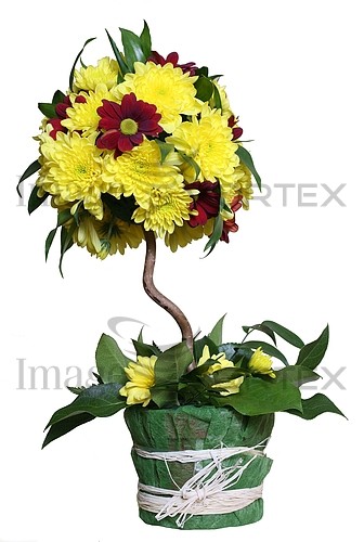 Flower royalty free stock image #899864542