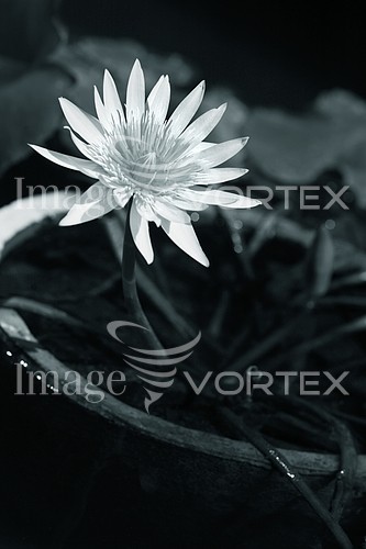 Flower royalty free stock image #900006204