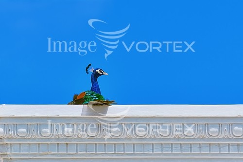 Bird royalty free stock image #901082457